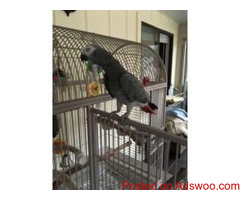 African Grey Congo Parrots
