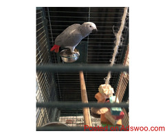 African Grey Congo Parrots