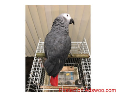 African Grey Congo Parrots