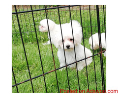 Maltese Puppies Available