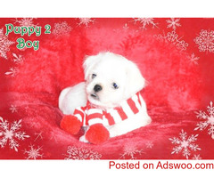 Cute Purebred Maltese Puppy