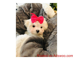 Small Maltese Kc