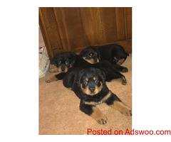 Beautiful Chunky Rottweiler Puppies