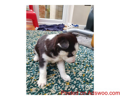 Black/white Siberian Husky Pups For Sale