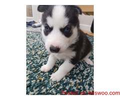 Black/white Siberian Husky Pups For Sale