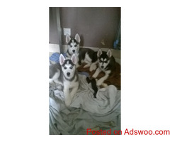 Husky Puppies For Sale