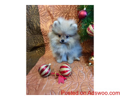 Pomeranian Puppies