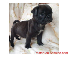 Stunning Pure Bred Pug Puppies