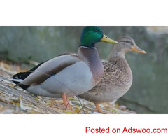 Reasons Why Duck Feathers are Nature's Most Impressive Raincoat