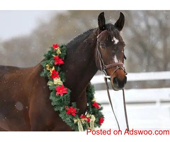 Holiday Treats for Horses - Veterinarian in Dawsonville, GA