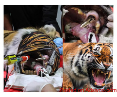 Tiger Gets Golden Fang After Cracking Tooth on Toys at German Animal Shelter