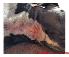 How to Fix Yeast Infection in Dogs | RogueRaw