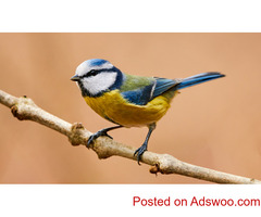 Best Time To Visit Texel Netherlands | Birdwatching In Texel