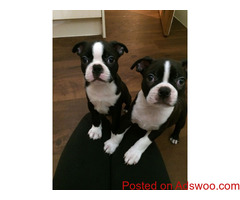 Very healthy and cute Boston Terrier puppies for you