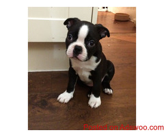 Very healthy and cute Boston Terrier puppies for you