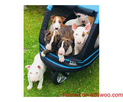 Bull Terrier Puppies For sale