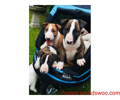 Bull Terrier Puppies For sale