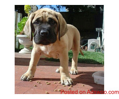 Lovely AKC Bullmastiff Puppies for sale