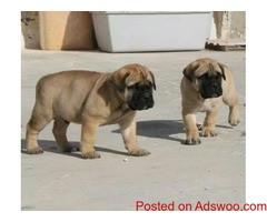 Lovely AKC Bullmastiff Puppies for sale