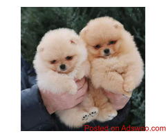 Beautiful Pomeranians for Sale