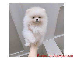 Beautiful Pomeranians for Sale