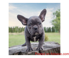 French Bulldog Puppies for Sale