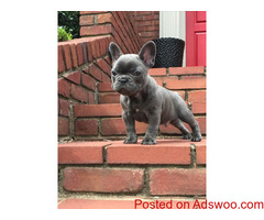 French Bulldog Puppies for Sale