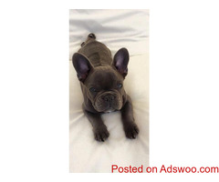 Top Quality Blue French Bulldog Puppies