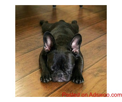 Top Quality Blue French Bulldog Puppies