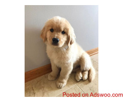 Male and Female Golden Retriever Puppies Available.