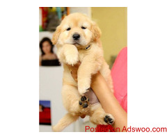 Well Trained Golden Retriever Puppies