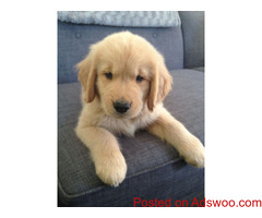 Well Trained Golden Retriever Puppies