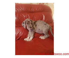 Beautiful Great Dane Pups