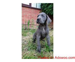 Beautiful Great Dane Pups