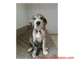Great Dane Puppies