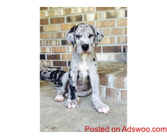 Great Dane Puppies