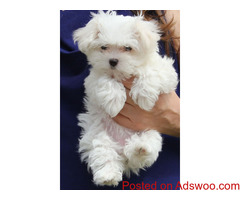 Pure White Maltese Ready for New Home