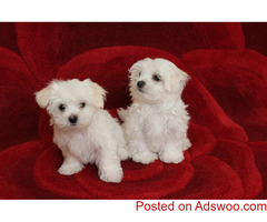 Pure White Maltese Ready for New Home