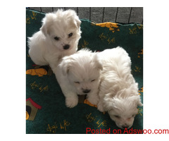 Sweet & Playful Maltese Puppies For sale