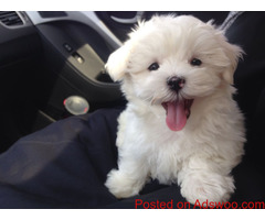 Sweet & Playful Maltese Puppies For sale