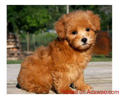 Charming  Maltipoo Puppy for Sale