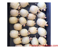 100% het. Albino Sulcata Tortoises.