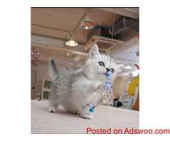 Munchkin kittens looking for their forever homes.