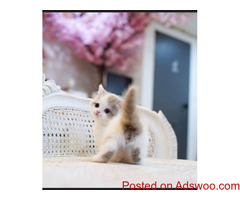 Munchkin kittens looking for their forever homes.