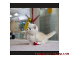 Munchkin kittens looking for their forever homes.
