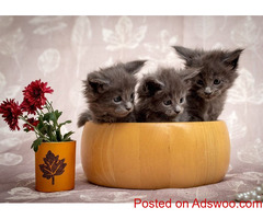 Maine Coon Breeders Minnesota: Find Your Shaggy Feline Friend at Mega Coons