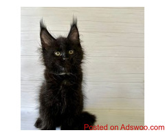 Maine Coon Breeders Minnesota: Find Your Shaggy Feline Friend at Mega Coons