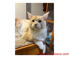 Maine Coon Kittens for Sale Near Milton: Find Your Gentle Maine Coon in the US