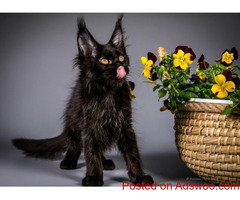 Maine Coon Kittens for Sale Near Milton: Find Your Gentle Maine Coon in the US