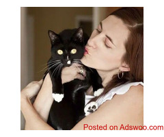 How to Keep Your Senior Cat Comfortable - Veterinarian in Oshawa, ON